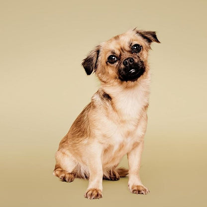 Paul Mitchell Tear-Free Shampoo (Pet)